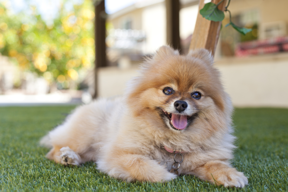 A Pomeranian dog laying on synthetic turf.