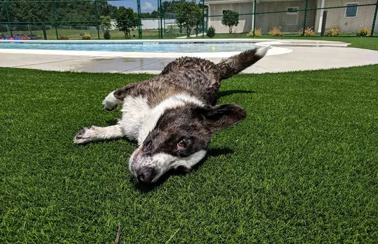 Dog laying on artificial grass in San Luis Obispo, CA  installed by SYNLawn 