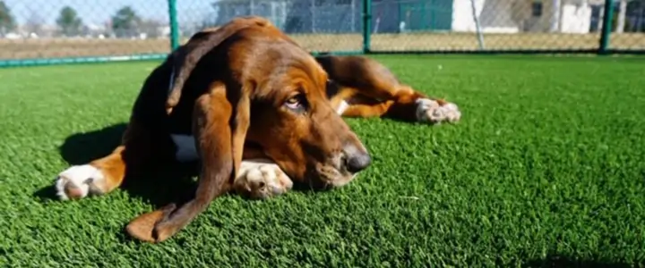 SYNLawn artificial grass dog park  in San Luis Obispo, CA installed by SYNLawn 