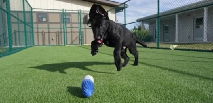 Dog playing on artificial grass installed by SYNLawn in San Luis Obispo, CA