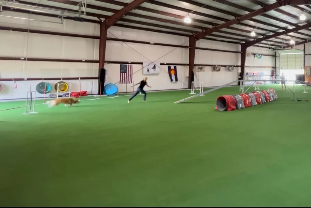 Indoor artificial grass dog park in San Luis Obispo, CA installed by SYNLawn