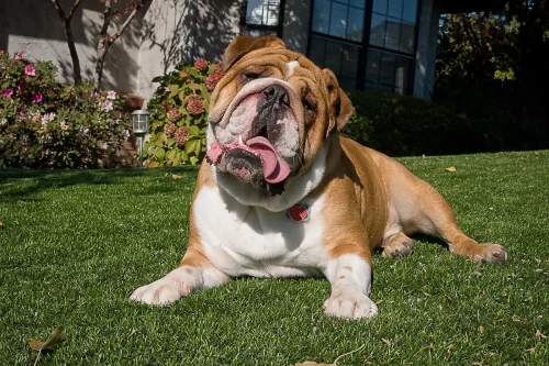 bulldog-rleaxing-synlawn-artifical-grass