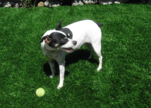 synlawn-cc-gal-pet-2